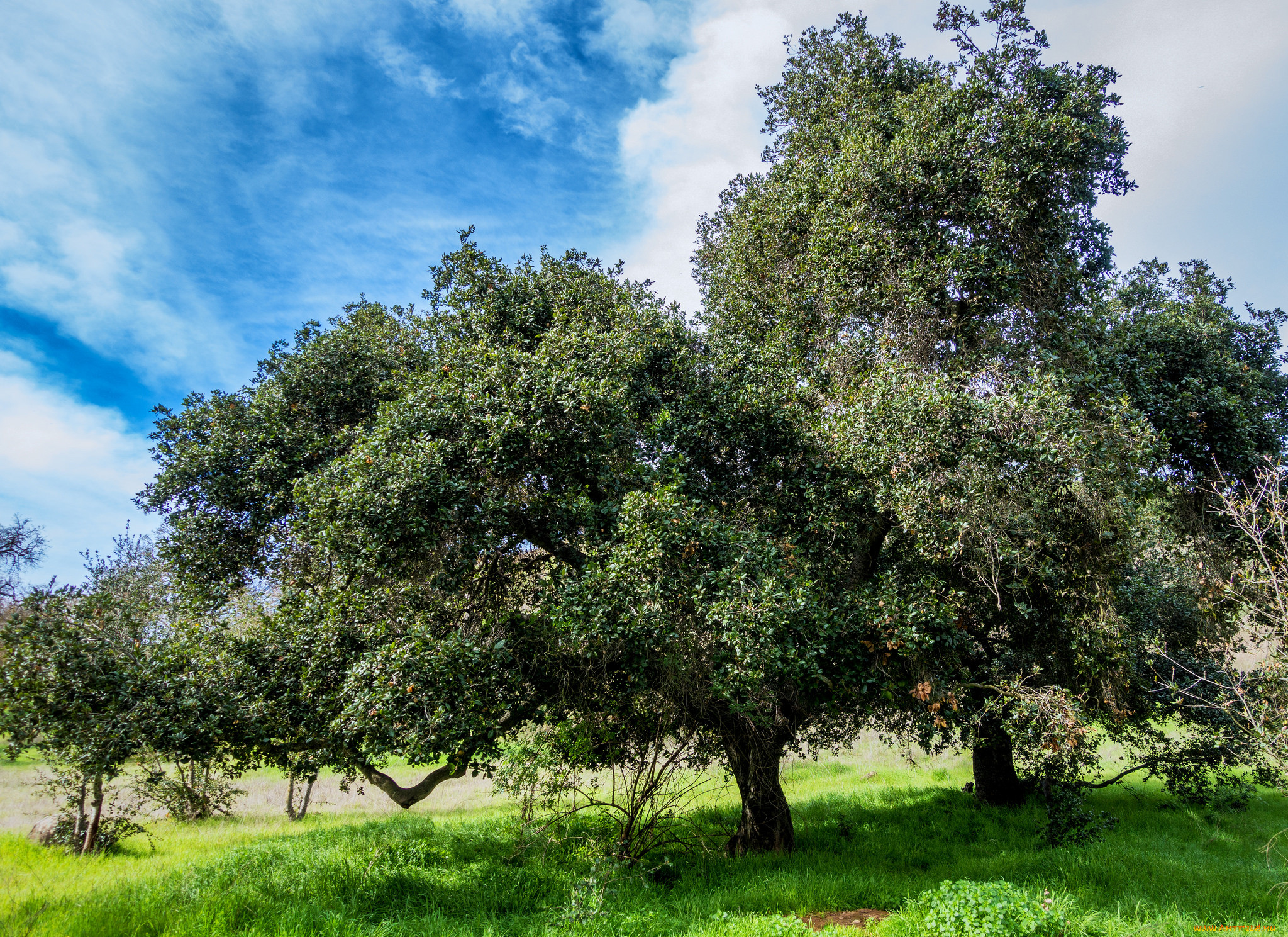 M дерево. Quercus agrifolia. Дуб ДЭБ.